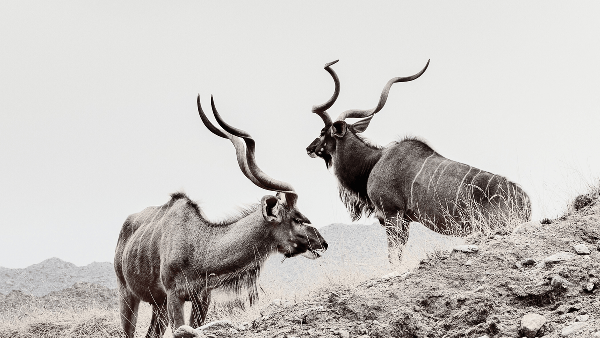 Advice from people who hunt and shoot.